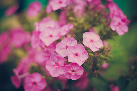 绿草和粉红花背景图片