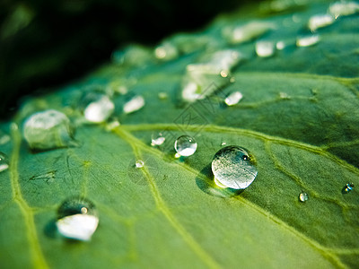 新鲜绿叶上滴水眼泪水滴生态环境活力植物群雨滴水电草本植物生长图片