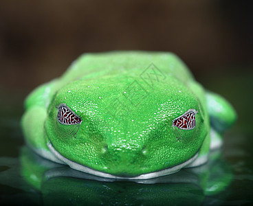 红眼树蛙宏观绿色热带雨林野生动物青蛙丛林眼睛动物两栖图片