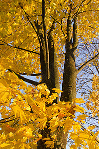 秋天的枫叶树干黄色背景树图片