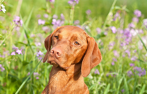 维兹拉狗与野花的近距离肖像宠物指针照片植物哺乳动物绿色紫色犬类动物水平图片