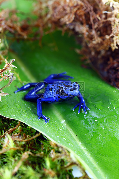 蓝毒达尔特青蛙丛林雨林叶子动物绿色危险野生动物生物宏观蓝色图片