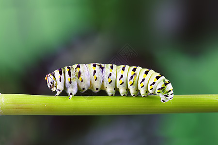 毛毛虫蝴蝶野生动物宏观昆虫水平幼虫毛虫植物图片