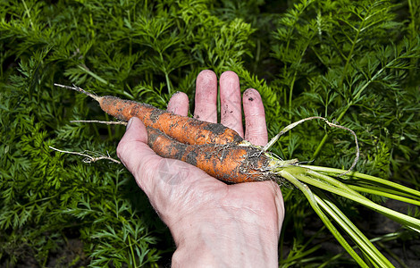 新鲜的胡萝卜木板维生素小吃园艺健康饮食食物烹饪萝卜营养纤维图片