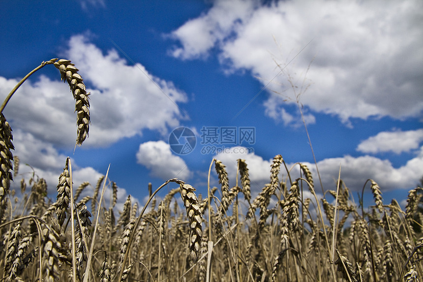 小麦田收成粮食场景植物国家生长金子种子场地食物图片