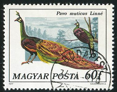 孔雀天空植物动物公园荒野明信片邮件古董邮资历史性图片