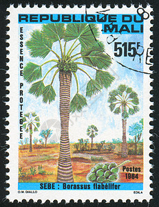 棕榈明信片水果信封叶子枝条历史性热带集邮邮票邮资图片