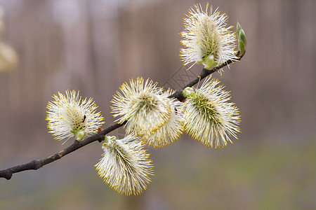 阴柳花粉黄色植物群植物枝条野生动物柳树图片