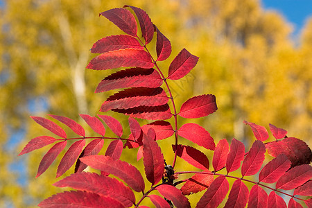 红叶叶子黄色橙子植物森林金子季节树叶树木图片