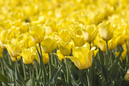 在荷兰有黄郁金香的春田农场季节花瓣投标宏观晴天栽培生长场地植物图片
