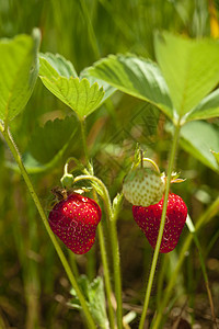 草莓绿色宏观红色叶子背景衬套性质船体食物水果图片