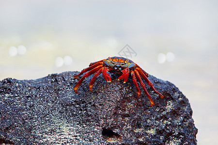 加拉帕戈斯岛的莎莉浅脚蟹甲壳螃蟹岩石海滩结痂宏观白色石头贝类天线图片