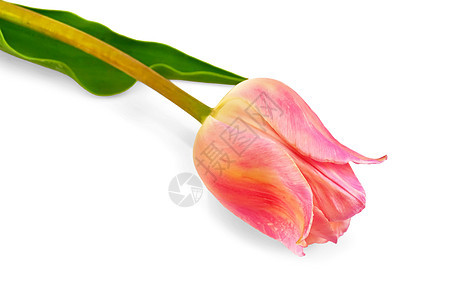 粉红色郁金香水平花园植物植物学绿色礼物花瓣粉色叶子白色图片