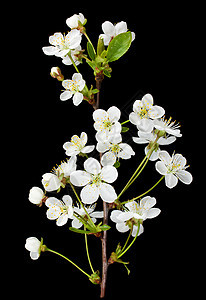 盛开的樱桃枝花瓣季节黑色水果绿色白色浆果植物学植物叶子图片