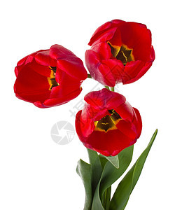 红色郁金香花束绿色礼物脆弱性花瓣白色叶子植物图片