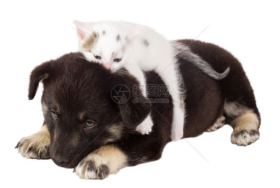 小狗和小猫友谊毛皮宠物猫咪哺乳动物摄影爪子朋友工作室伙伴图片