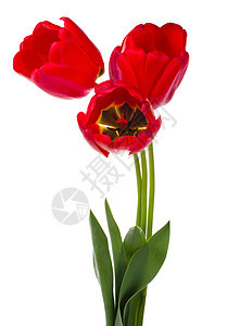 红色郁金香花束脆弱性植物礼物花瓣叶子绿色白色图片