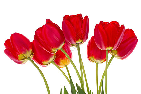 红色郁金香花束白色脆弱性植物礼物花瓣叶子绿色图片