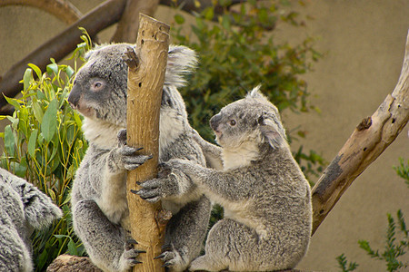 母亲和婴儿koala假期拥抱新生树叶闲暇考拉盎司哺乳动物耳朵旅游图片