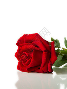 红玫瑰躺在白背景上图片