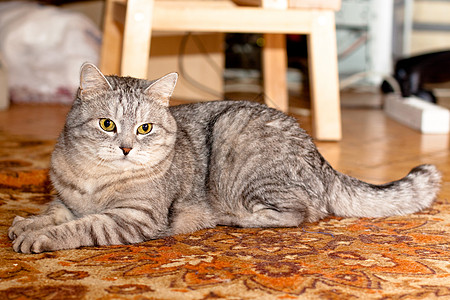 Crey 篮球猫白色灰色木头毛皮地毯说谎地面猫科木地板水平图片