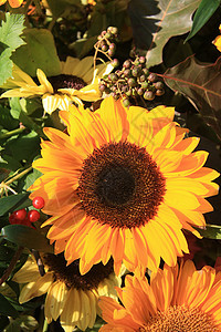 亮黄色向日向日葵植物花束植物群红色花瓣树叶绿色花朵植物学棕色图片