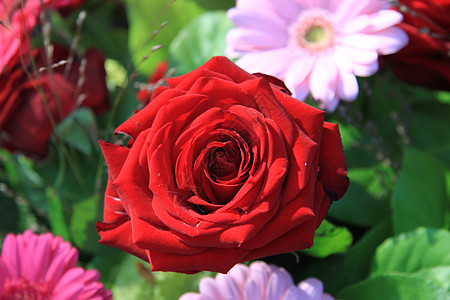 阳光下大红玫瑰背景图片