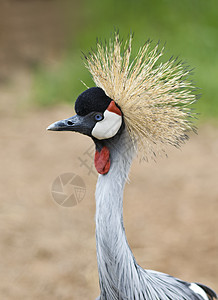 型灰冠鹤动物起重机灰色野生动物羽毛图片