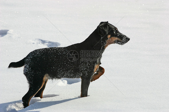 德国打猎战地黑色宠物哺乳动物友谊犬类木头猎犬姿势图片