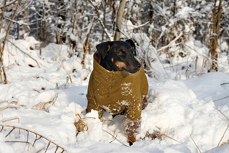 德国打猎战地黑色宠物森林哺乳动物木头猎犬犬类图片