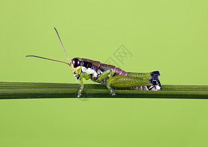 蚂蚱宏观野生动物水平直翅目昆虫绿色图片