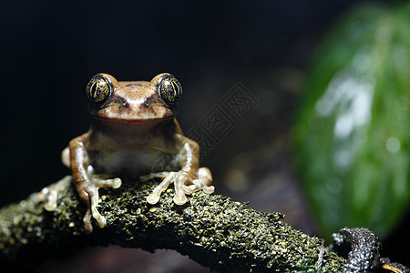 孔雀蛙雨林丛林树蛙野生动物青蛙孔雀两栖动物动物水平眼睛图片