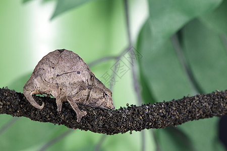 Pygmy Leaf 变色龙侏儒爬虫热带雨林藤蔓热带叶子气候水平野生动物宏观图片