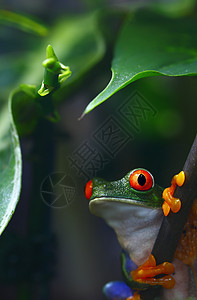 红眼树蛙动物红色眼睛青蛙丛林雨林热带绿色植物野生动物图片
