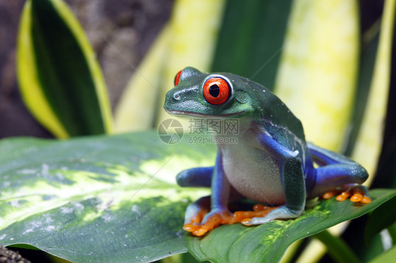 红眼树蛙丛林气候动物绿色植物红色雨林青蛙野生动物眼睛图片