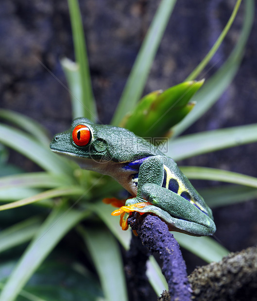 红眼树蛙绿色雨林青蛙野生动物红色藤蔓动物眼睛植物热带图片