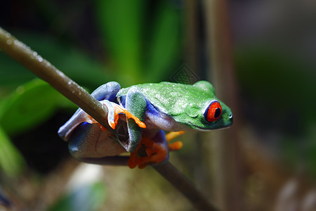 红眼树蛙动物植物藤蔓热带雨林眼睛红色水平雨林热带绿色图片