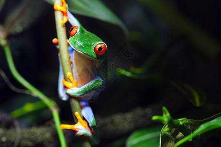 红眼树蛙绿色青蛙野生动物藤蔓雨林水平动物植物热带丛林图片