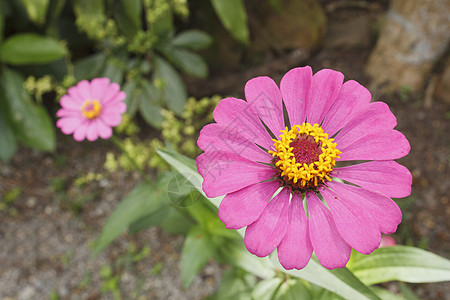 齐尼娅埃莱根斯花花瓣绿色热带花园粉色花头植物学公园植物图片