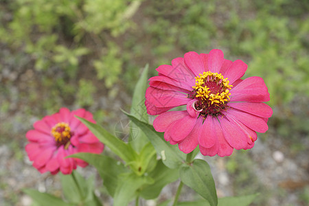 齐尼娅埃莱根斯花花头绿色热带花园植物学公园花瓣粉色植物图片