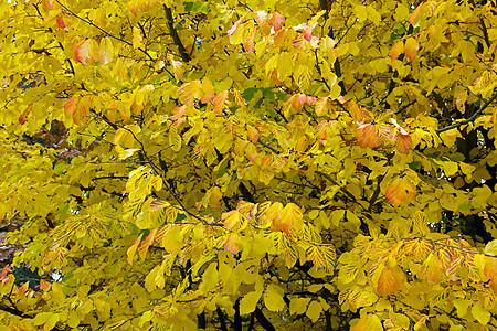 黄色叶子季节图片