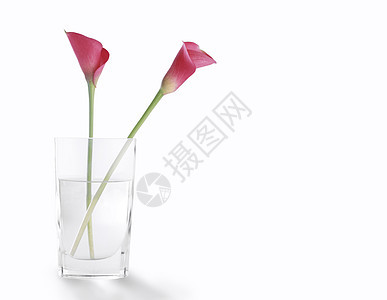 玫瑰花在一杯清澈的水中图片