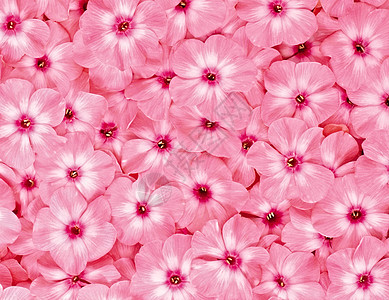 明亮粉红玫瑰浪漫感激铭文花束花朵粉色新娘图片