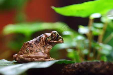 孔雀树青蛙宏观两栖动物野生动物动物孔雀雨林丛林眼睛热带树蛙图片