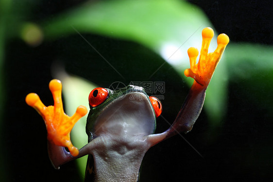 红眼树蛙宏观红色野生动物青蛙热带丛林绿色眼睛动物雨林图片