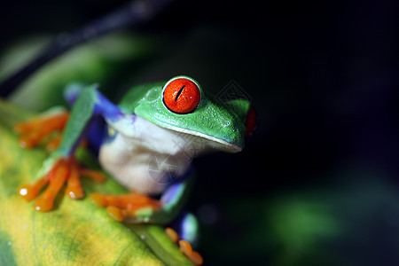 红眼树蛙绿色水平眼睛雨林丛林野生动物植物红色热带动物图片