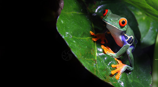 红眼树蛙动物雨林两栖动物青蛙眼睛野生动物红色水平热带植物图片