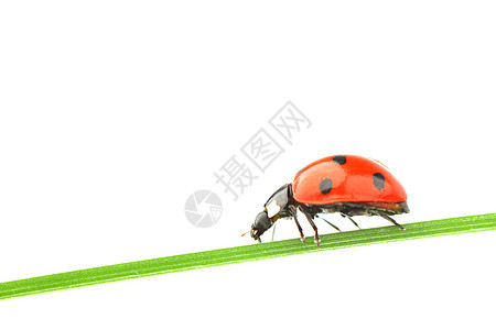 草地上的虫甲虫积分动物植物学生物学场地瓢虫昆虫宏观植物群图片