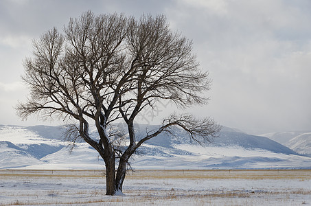 美国蒙大拿州麦迪逊县棉花木树和雪覆盖山丘图片