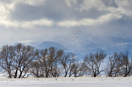美国蒙大拿州麦迪逊县冬季柳树和格雷利山脉图片